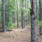 Timber on Camp Creek, Burke County Georgia