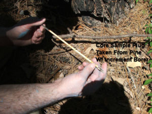 Core Sample Plug of Growth Rings in Pine Tree