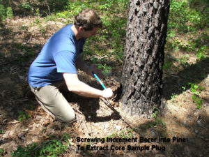 Screwing Increment Borer into Pine to Extract Core Sample