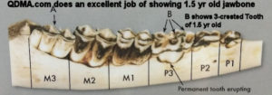 Picture of 1.5 Yr old Deer Jawbone with Teeth