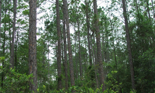 Land For Sale in Effingham County