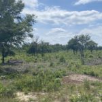 Taylor County Land For Sale