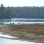 Twin Rivers Preserve Altamaha River Deer Crossing River