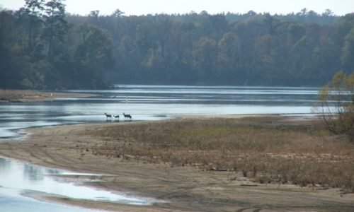 Twin Rivers Preserve Altamaha River Deer Crossing River