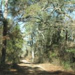 Twin Rivers Preserve - Woods Road