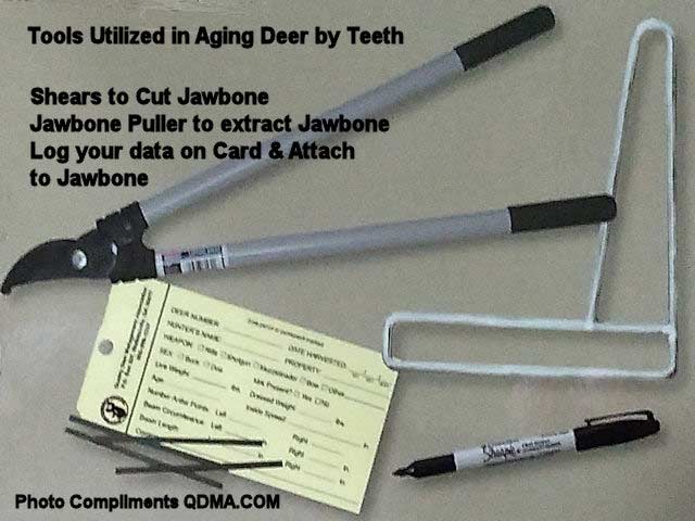 Tools for Aging Deer