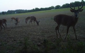 Buck in field with herd