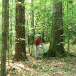 Man standing in Ivey Springs Plantation Swamp