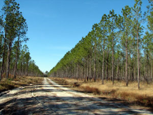 Wide road lined by pine trees