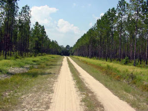 Triple Wing Plantation Road