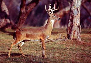 White Tail Deer as seen in the Southeast